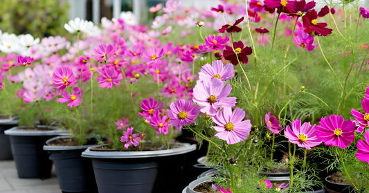 Cosmos Flower Seeds – Multi-Color Ornamental Mix for Apartments & Gardens SRI SAI FORESTRY