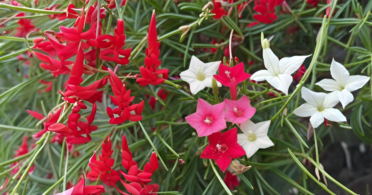 Cypress Vine Seeds Creeper Plant Seeds SRI SAI FORESTRY
