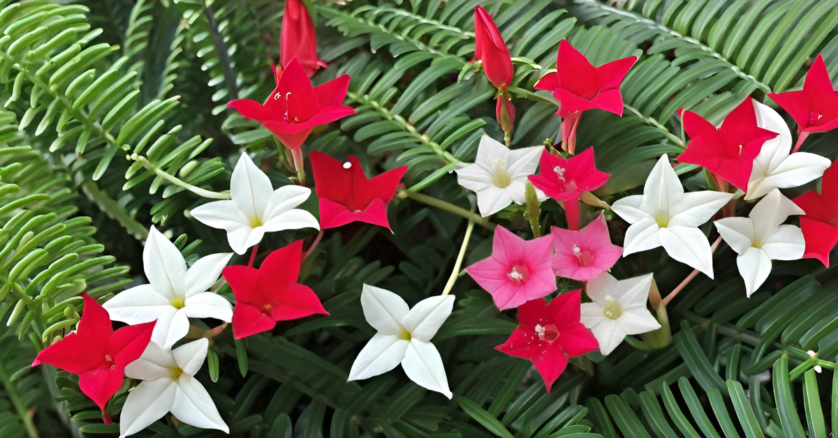 Cypress Vine Seeds Creeper Plant Seeds SRI SAI FORESTRY