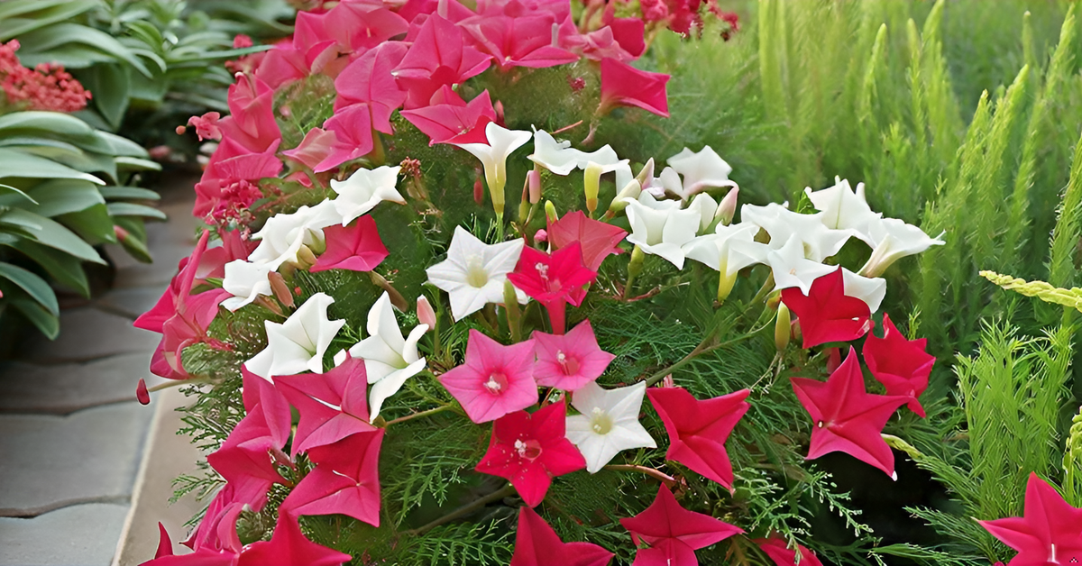 Cypress Vine Seeds Creeper Plant Seeds SRI SAI FORESTRY