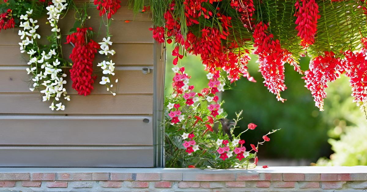 Cypress Vine Seeds Creeper Plant Seeds SRI SAI FORESTRY