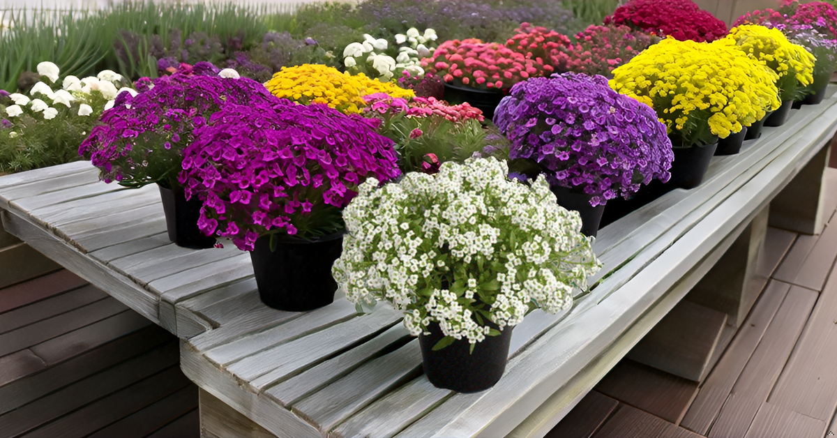 Alyssum Carpet of Snow Flower Seeds – Pure White Blooms for Your Garden, Balcony & Terrace SRI SAI FORESTRY