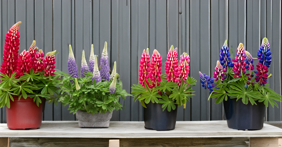 Lupin Flower Seeds – Stunning, Tall Blooms for Your Garden & Balcony SRI SAI FORESTRY