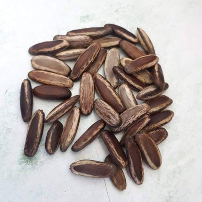 Delonix Regia (Gulmohar) Tree Seeds – Fiery Flowering Tree for Avenues and Landscapes SRI SAI FORESTRY