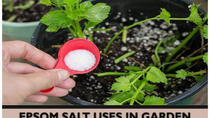 SRI SAI FORESTRY Epsom Salt for Plants, Organic Magnesium Sulfate, Enhances Growth, Flowering, Fruit Production SRI SAI FORESTRY