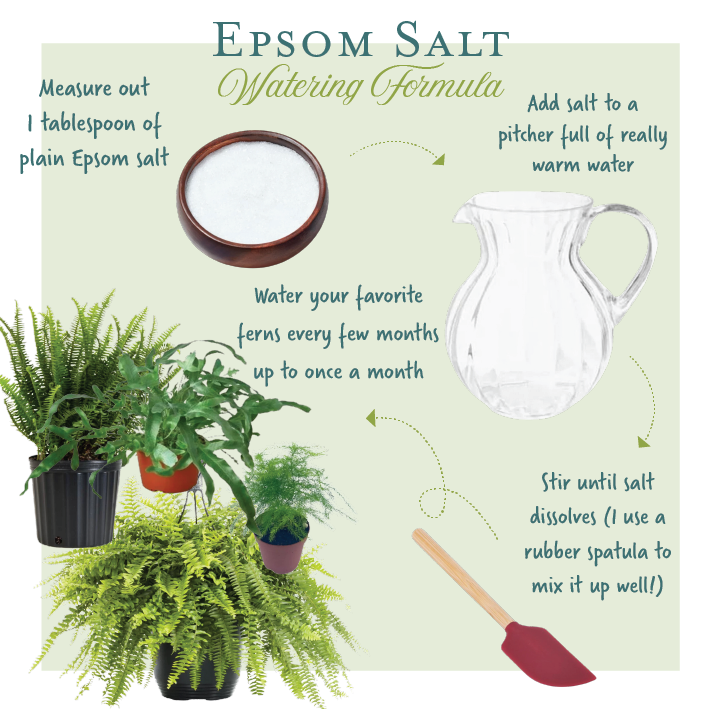 SRI SAI FORESTRY Epsom Salt for Plants, Organic Magnesium Sulfate, Enhances Growth, Flowering, Fruit Production SRI SAI FORESTRY