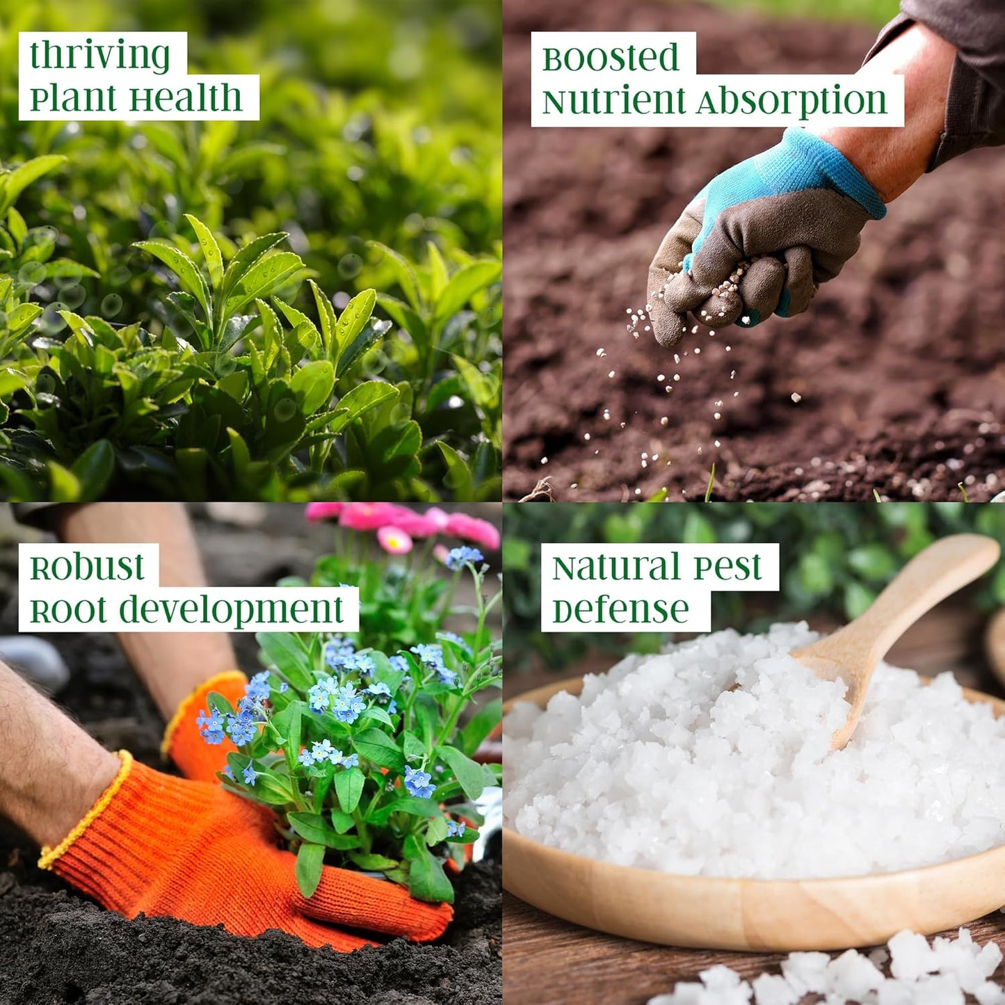 SRI SAI FORESTRY Epsom Salt for Plants, Organic Magnesium Sulfate, Enhances Growth, Flowering, Fruit Production SRI SAI FORESTRY