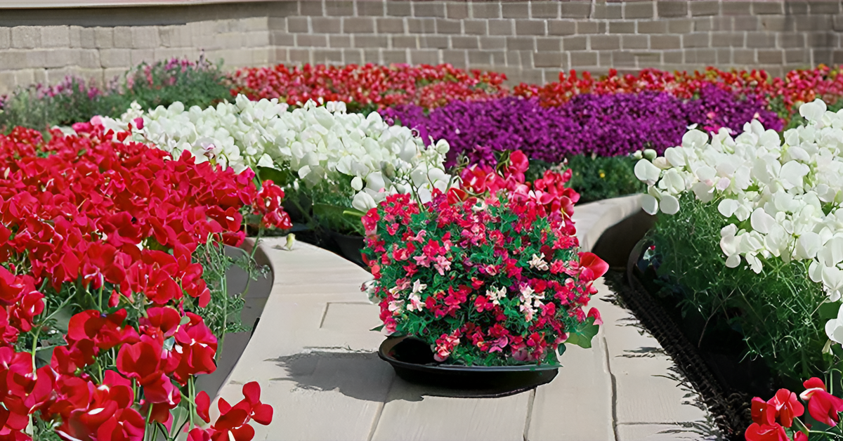 Sweet Peas Flower Seeds – Vibrant & Fragrant Blooms for Your Garden, Balcony & Terrace SRI SAI FORESTRY