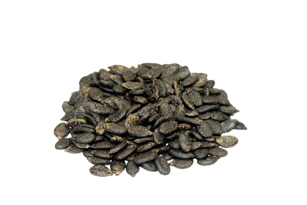 Ridge Gourd Seeds for Planting, Turai Dodka Peerkangai Beerakaya Peechinga Vegetable Seeds for Home Kitchen Terrace Balcony Garden SRI SAI FORESTRY