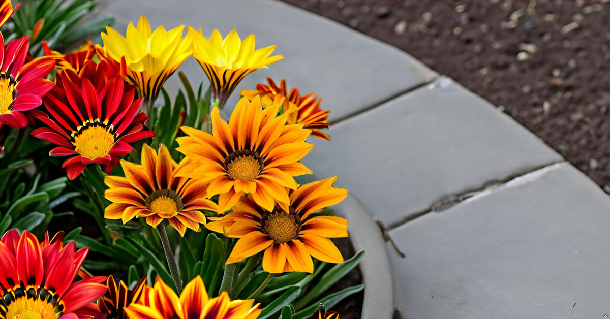 Gazania Flower Seeds – Colorful Mixed Blooms for Home Gardens, Terraces & Balconies SRI SAI FORESTRY