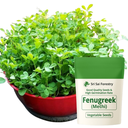 Fenugreek Seeds for Planting Methi Bhaji Menthi Kura Vendayakeerai Uluva Vegetable Seed for Home Garden, Terrace &amp; Balcony Gardening SRI SAI FORESTRY