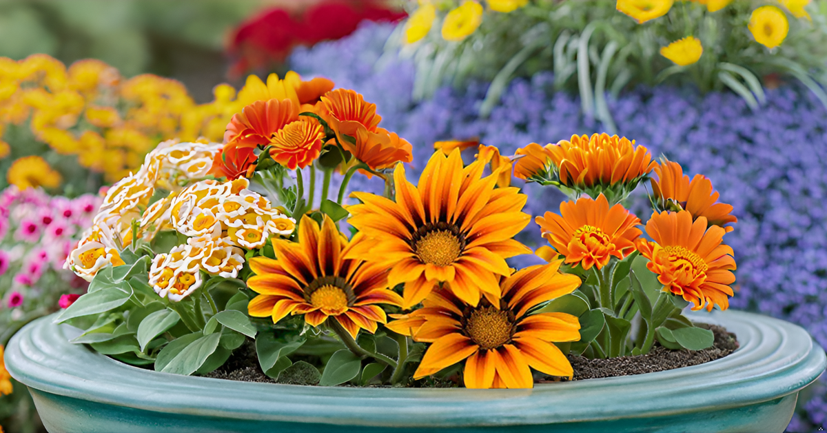 Gazania Flower Seeds – Colorful Mixed Blooms for Home Gardens, Terraces & Balconies SRI SAI FORESTRY