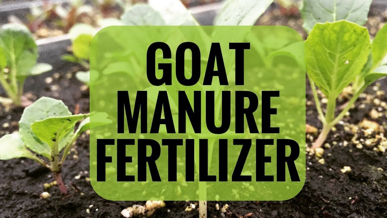 Organic Goat Manure for Gardening, Premium Nutrient Booster, Vibrant Plant Growth SRI SAI FORESTRY