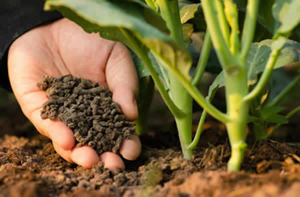 Growth Booster Fertilizer  Granules – All-in-One Plant Food for Indoor & Outdoor Gardens, Enhances Flowers, Fruits, Veggies & Herbs SRI SAI FORESTRY