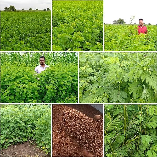 Hedge Lucerne Grass Seeds, Velimasal, Desmanthus, Dasrath Grass Seed, Animal Fodder Seeds SRI SAI FORESTRY