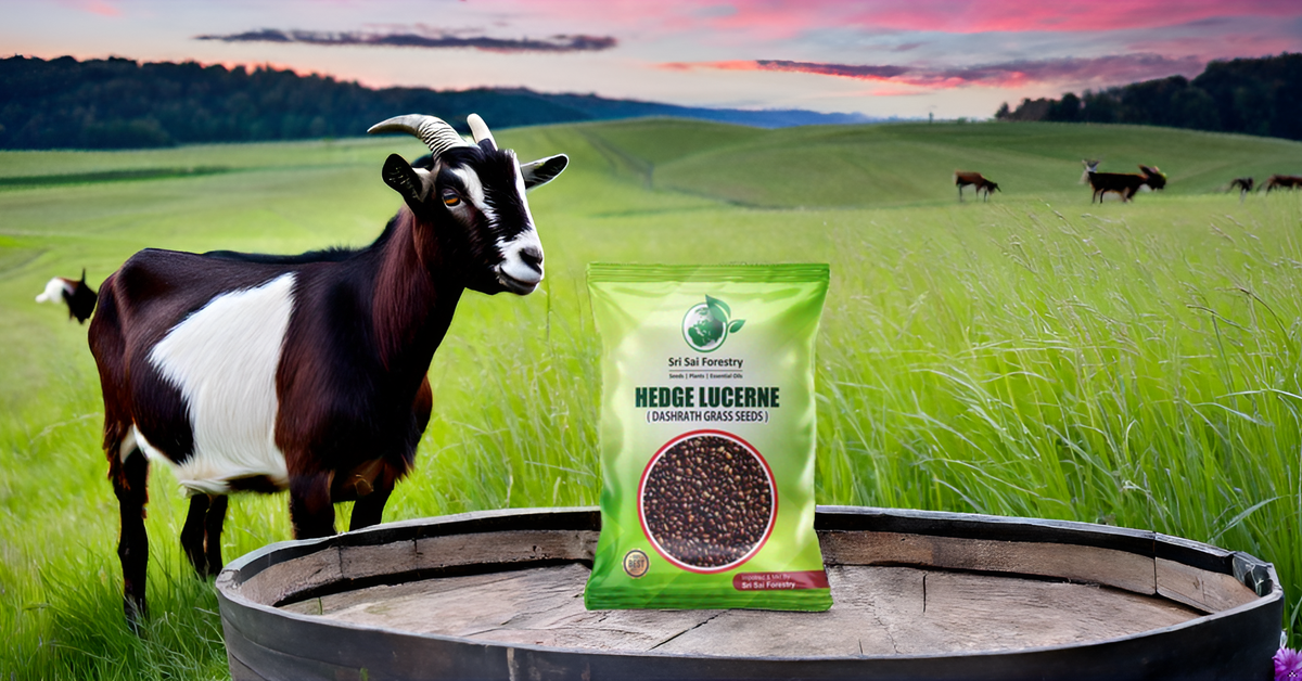 Hedge Lucerne Grass Seeds, Velimasal, Desmanthus, Dasrath Grass Seed, Animal Fodder Seeds SRI SAI FORESTRY