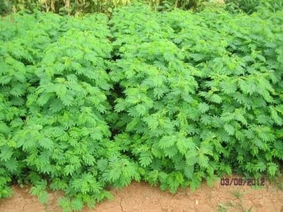 Hedge Lucerne Grass Seeds, Velimasal, Desmanthus, Dasrath Grass Seed, Animal Fodder Seeds SRI SAI FORESTRY