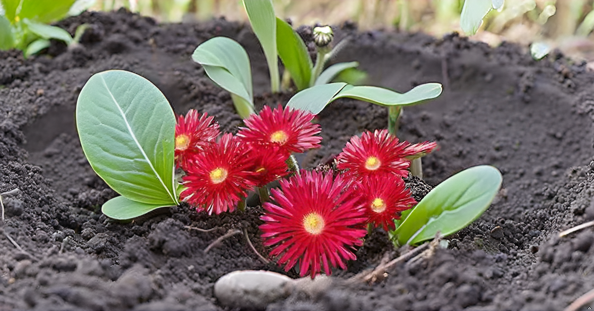 Ice Plant Delosperma Perennial Flower Seeds – Stunning Ground Cover for Your Garden, Balcony & Terrace SRI SAI FORESTRY