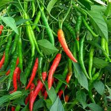 Green Chilli Seeds for Planting (Spicy mirchi sambar mirchi milagai mirapakaya HasiMenasu mirsang) vegetable seeds for Home Garden SRI SAI FORESTRY
