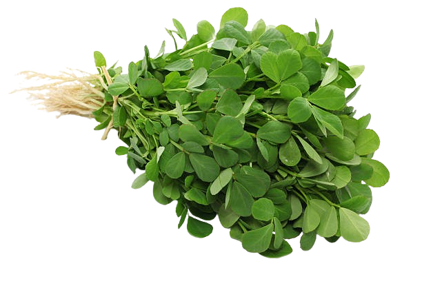 Fenugreek Seeds for Planting Methi Bhaji Menthi Kura Vendayakeerai Uluva Vegetable Seed for Home Garden, Terrace &amp; Balcony Gardening SRI SAI FORESTRY