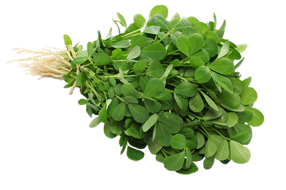 Fenugreek Seeds for Planting Methi Bhaji Menthi Kura Vendayakeerai Uluva Vegetable Seed for Home Garden, Terrace &amp; Balcony Gardening SRI SAI FORESTRY