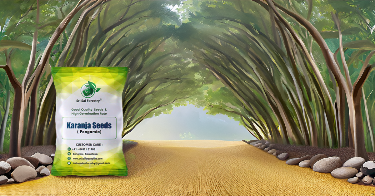 Pongamia Pinnata Tree Seeds, Kanuga Seeds, Honge, Pungai Tree Seeds for Planting SRI SAI FORESTRY