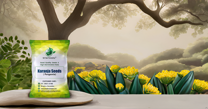 Pongamia Pinnata Tree Seeds, Kanuga Seeds, Honge, Pungai Tree Seeds for Planting SRI SAI FORESTRY