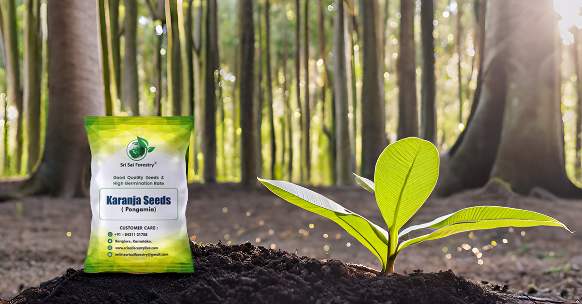 Pongamia Pinnata Tree Seeds, Kanuga Seeds, Honge, Pungai Tree Seeds for Planting SRI SAI FORESTRY