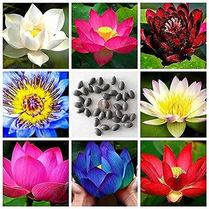 Lotus Seeds for Planting in Water SRI SAI FORESTRY