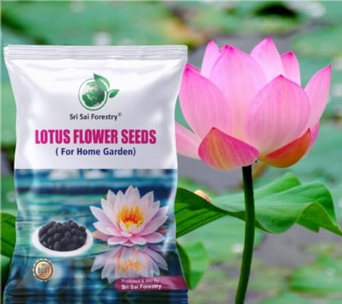 Lotus Seeds for Planting in Water SRI SAI FORESTRY