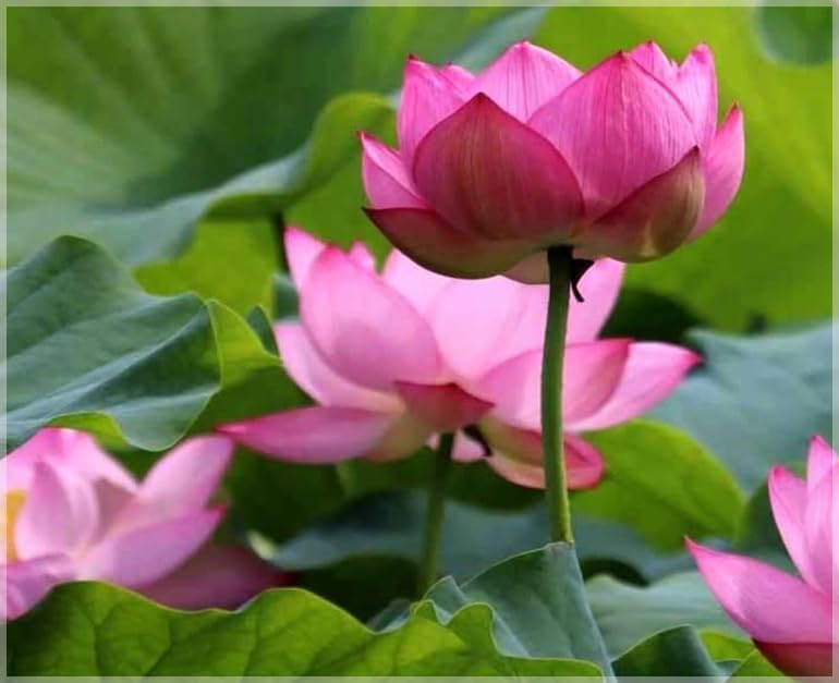 Lotus Seeds for Planting in Water SRI SAI FORESTRY