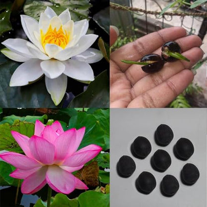 Lotus Seeds for Planting in Water | Kamal Flower Seeds | Lotus Seeds for Planting in Pond SRI SAI FORESTRY