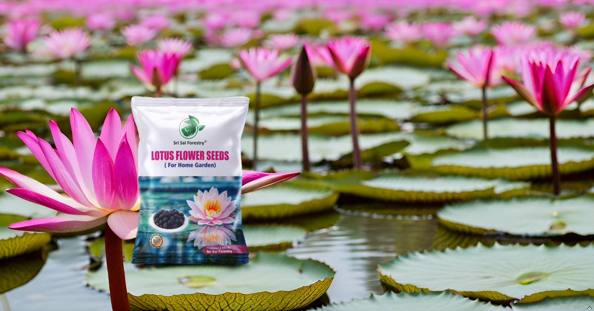 Lotus Seeds for Planting in Water SRI SAI FORESTRY