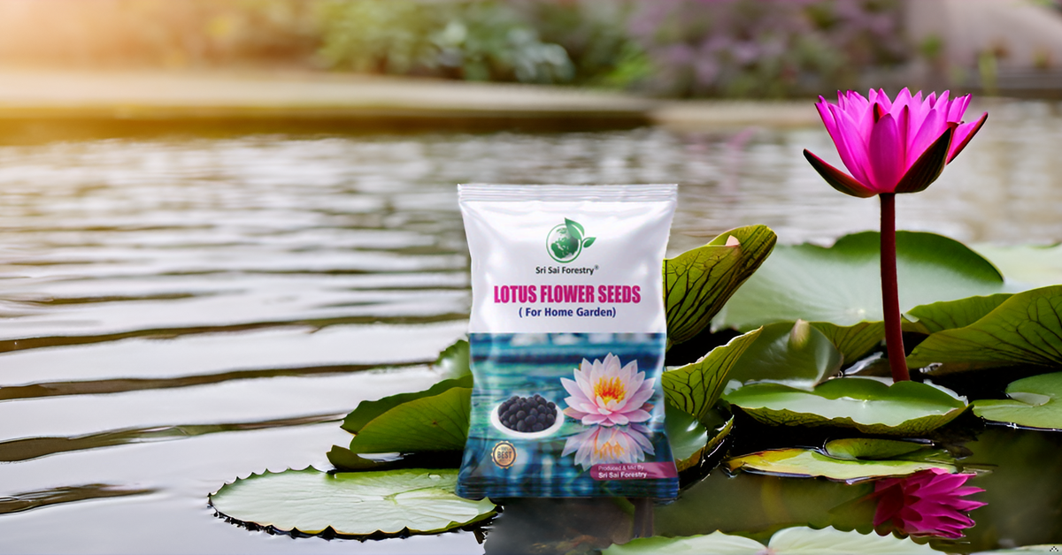 Lotus Seeds for Planting in Water SRI SAI FORESTRY