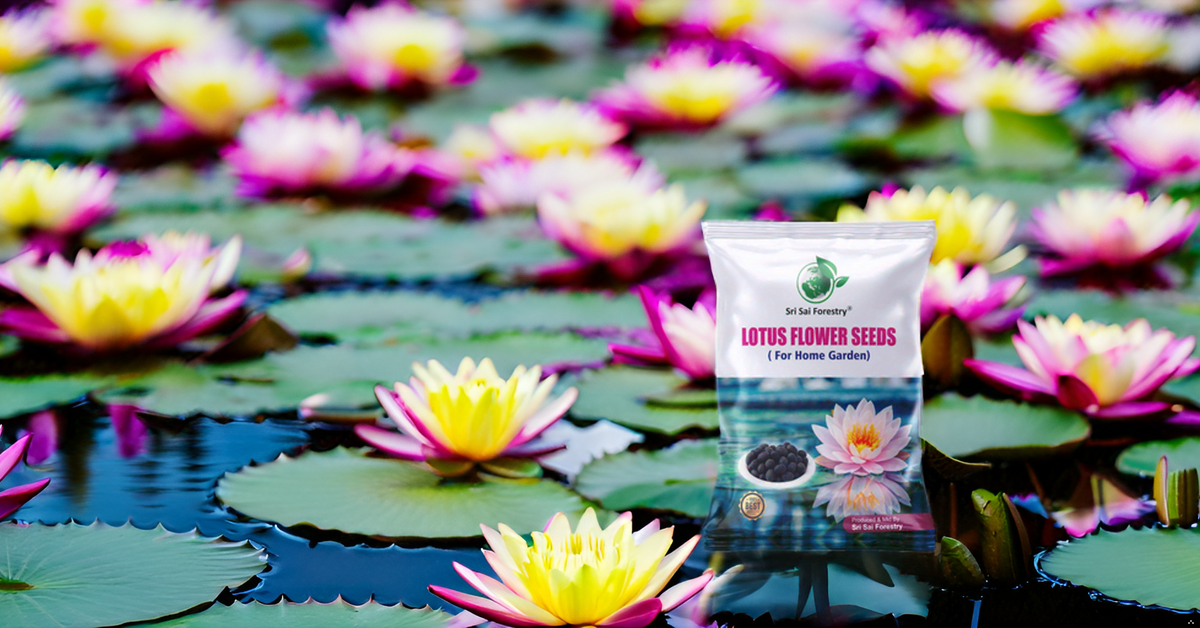 Lotus Seeds for Planting in Water SRI SAI FORESTRY