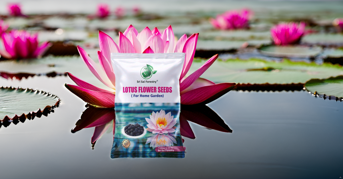 Lotus Seeds for Planting in Water SRI SAI FORESTRY