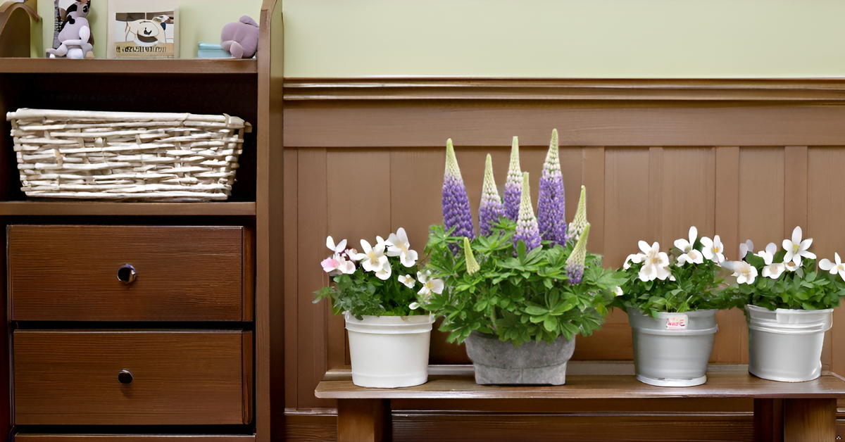 Lupin Flower Seeds – Stunning, Tall Blooms for Your Garden & Balcony SRI SAI FORESTRY