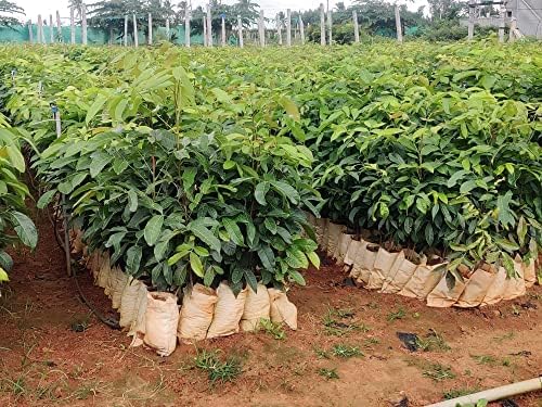 African Mahogany Tree Seeds For Planting SRI SAI FORESTRY