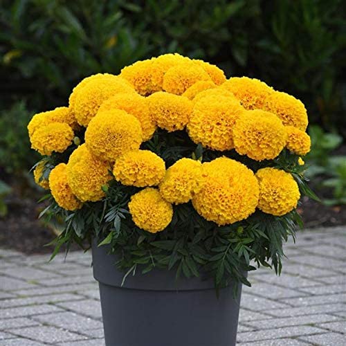 Marigold Flower Seed For Home Garden SRI SAI FORESTRY