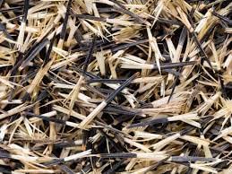 Marigold Flower Seed For Home Garden SRI SAI FORESTRY