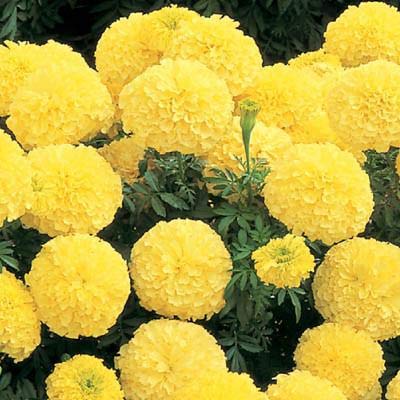 Marigold Flower Seed For Home Garden SRI SAI FORESTRY