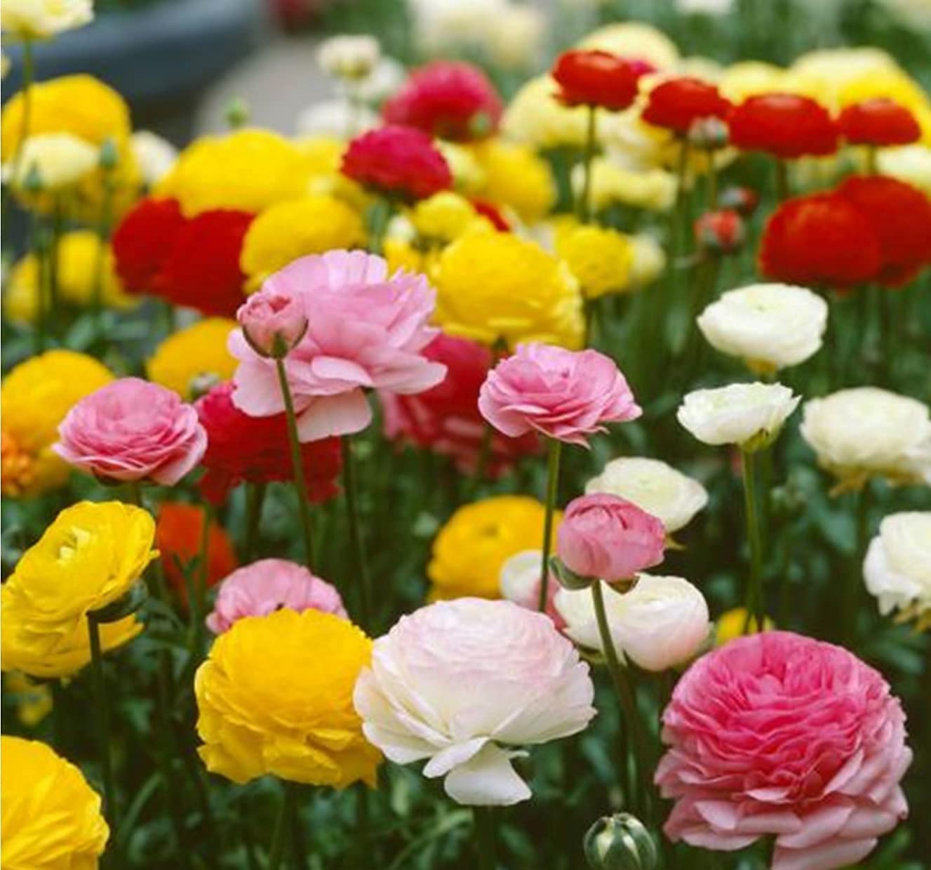 Moss Rose (Portulaca) Mix Color Flower Seeds – Drought-Tolerant Blooms for Sunny Spaces SRI SAI FORESTRY