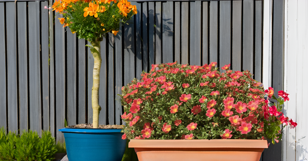 Moss Rose (Portulaca) Mix Color Flower Seeds – Drought-Tolerant Blooms for Sunny Spaces SRI SAI FORESTRY