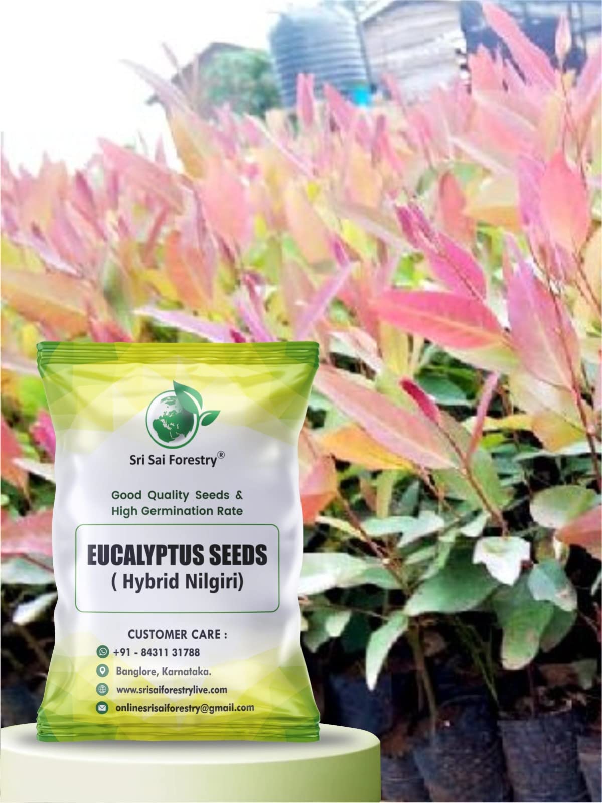 Eucalyptus Nilgiri Hybrid Tree Seeds for Planting SRI SAI FORESTRY