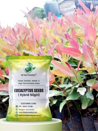 Eucalyptus Nilgiri Hybrid Tree Seeds for Planting SRI SAI FORESTRY
