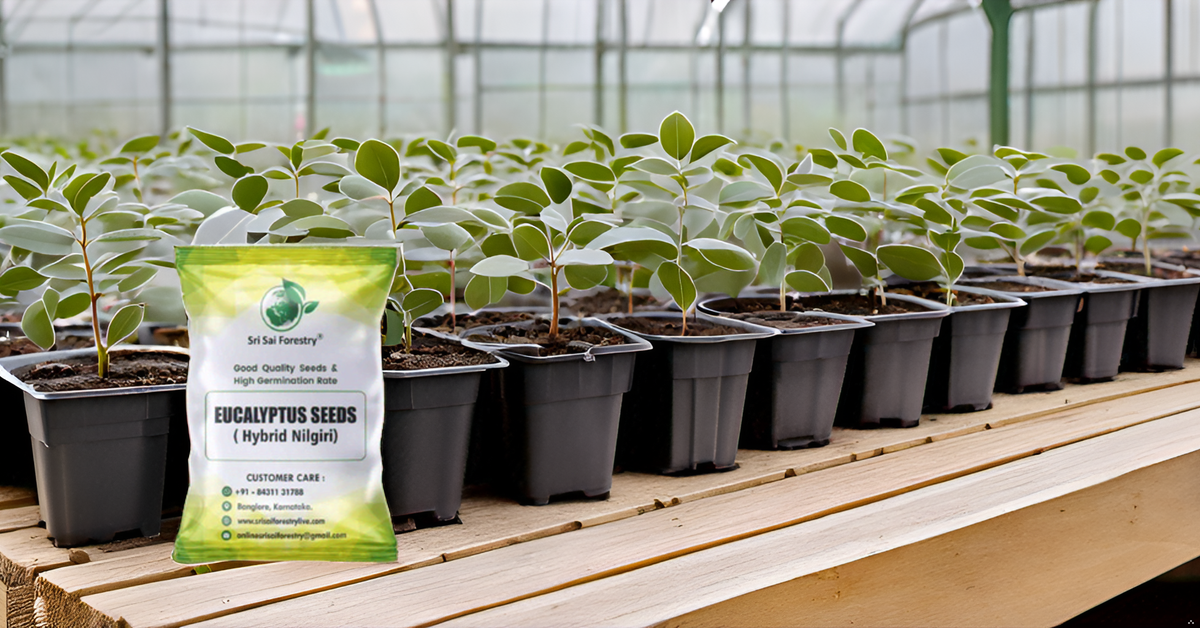 Eucalyptus Nilgiri Hybrid Tree Seeds for Planting SRI SAI FORESTRY