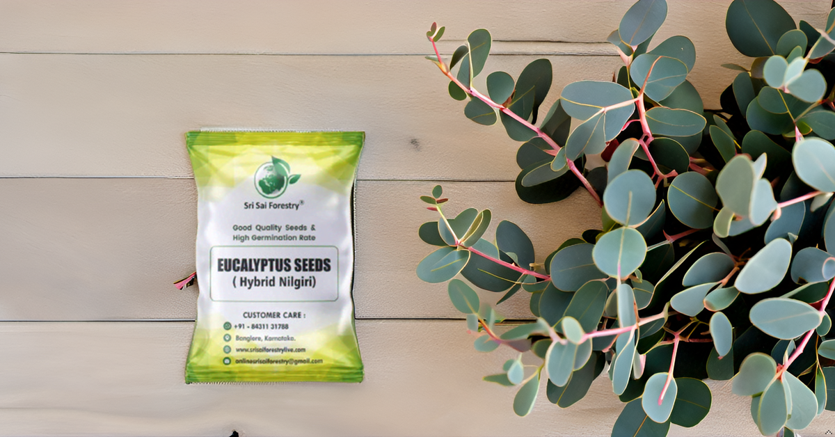 Eucalyptus Nilgiri Hybrid Tree Seeds for Planting SRI SAI FORESTRY