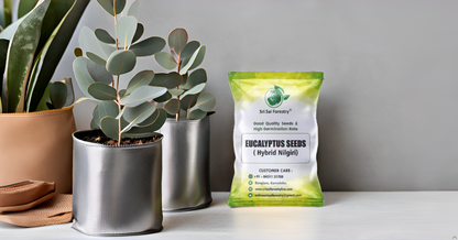 Eucalyptus Nilgiri Hybrid Tree Seeds for Planting SRI SAI FORESTRY