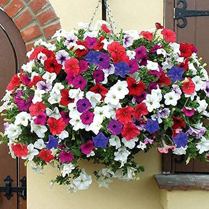Petunia Flower Seeds for Home Garden SRI SAI FORESTRY