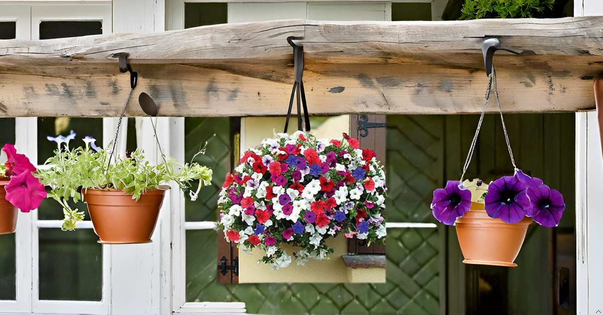 Petunia Flower Seeds for Home Garden SRI SAI FORESTRY